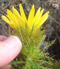 Cullumia carlinoides