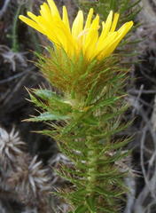 Cullumia carlinoides