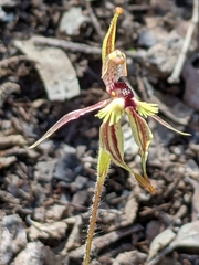 Caladenia plicata