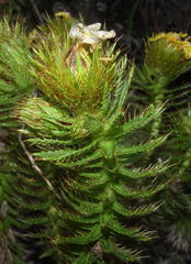 Cullumia carlinoides