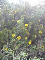 Cullumia carlinoides