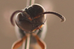 Trypoxylon syriacum