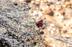 Aloeides thyra thyra