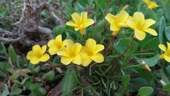 Oxalis leptogramma lutea