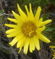 Cullumia carlinoides