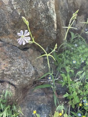 Silene undulata