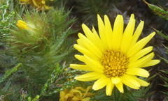 Cullumia carlinoides