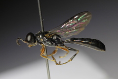 Trypoxylon syriacum