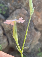 Silene undulata