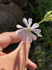 Silene undulata