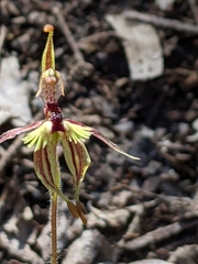 Caladenia plicata