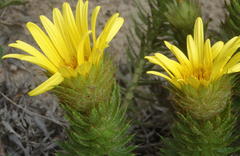 Cullumia carlinoides