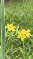 Sisyrinchium palmifolium