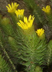 Cullumia carlinoides