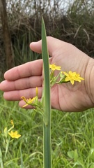 Sisyrinchium palmifolium
