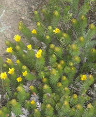 Cullumia carlinoides