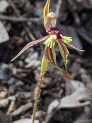 Caladenia plicata