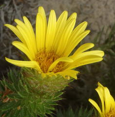 Cullumia carlinoides