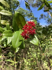 Pinochia corymbosa