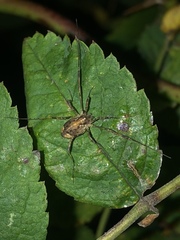 Paroligolophus agrestis
