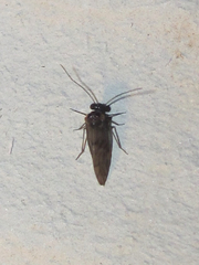 Peripsocus madidus