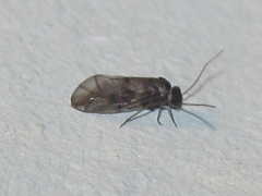 Peripsocus madidus