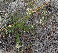 Phylica parviflora