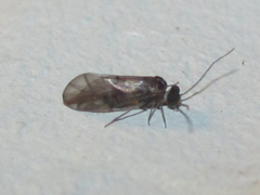 Peripsocus madidus