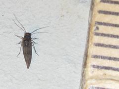Peripsocus madidus