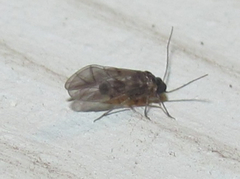 Peripsocus madidus