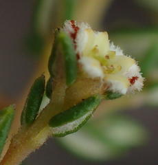 Phylica parviflora