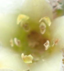 Phylica parviflora