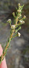 Phylica parviflora