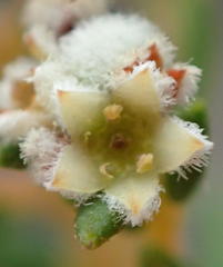 Phylica parviflora