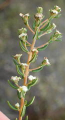 Phylica parviflora