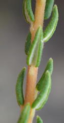 Phylica parviflora