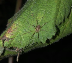 Paroligolophus agrestis
