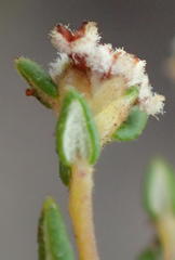 Phylica parviflora