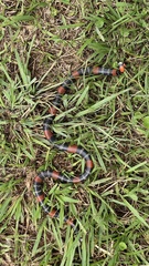 Micrurus altirostris