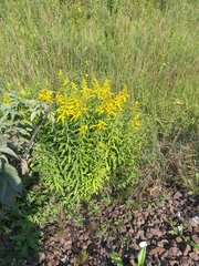 Solidago canadensis