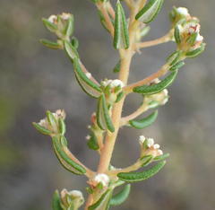 Phylica parviflora