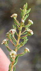 Phylica parviflora