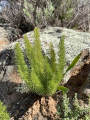 Asparagus juniperoides