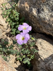 Oxalis comosa