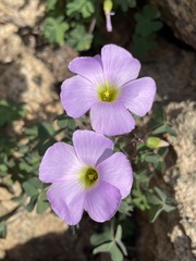 Oxalis comosa