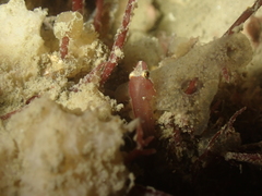 Apletodon dentatus