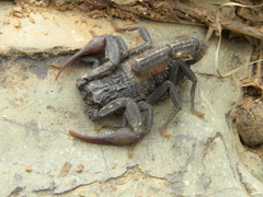 Hottentotta gentili