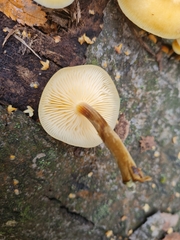 Flammulina rossica