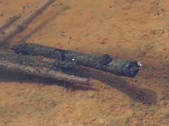 Anabolia