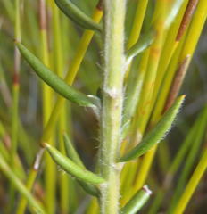 Amphithalea ericifolia ericifolia